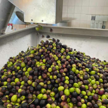 capalbiofattoria-olive